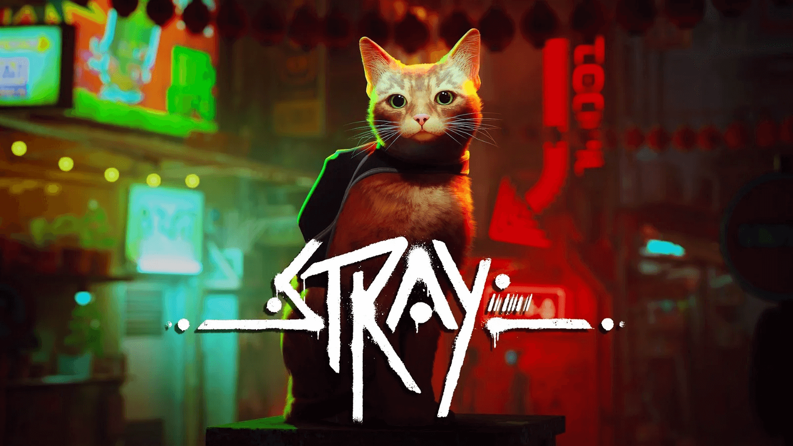 Stray Stray